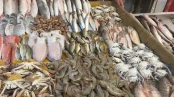 تذبذب أسعار الأسماك في أسواق الإسماعيلية خلال تعاملات يوم الاثنين الحالي